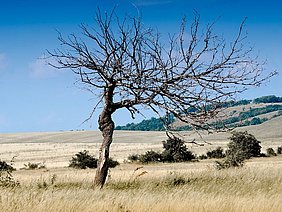 Arbre et sécheresse